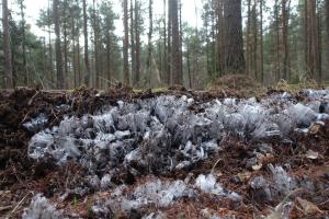 Nõeljää; Paide talitee; Kairi Kalmann