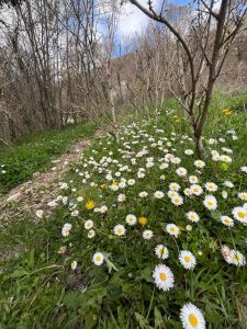 Apenniinides-09.04.2025