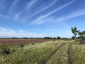 Jalgsimatk-Pakritel-Suur-Pakri-13.07.2024