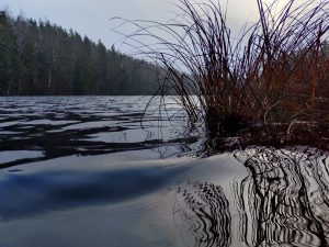 Jussi-jarvede-juures