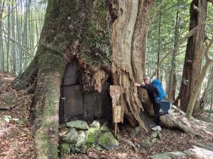 Kallistust-vaart-Jaapani-kampripuu-Nakahechi-trail-2025-aprill (1)