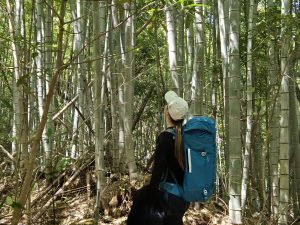 Kuulab-bambuse-laulu-04-2025-Nakahechi-trail-Jaapan (1)